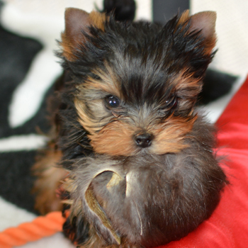 picture of 2 yorkie puppy girls for sale